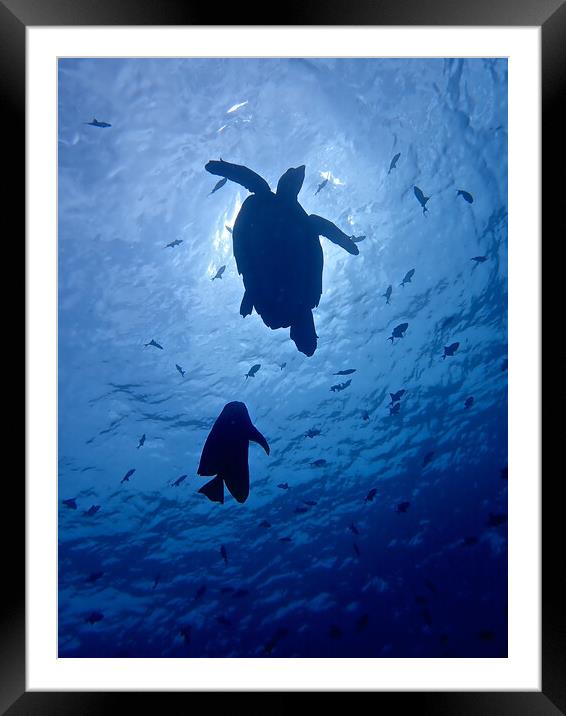 Green turtle underwater in Maldives Framed Mounted Print by mark humpage