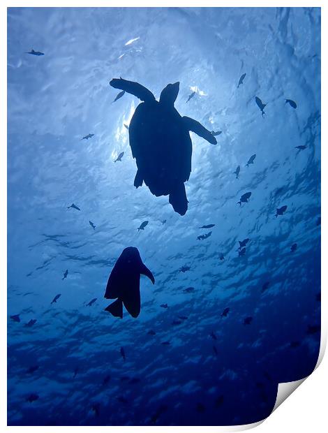 Green turtle underwater in Maldives Print by mark humpage