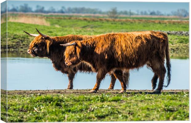 Highland cattle grazing on Wicken Fen Canvas Print by Andrew Michael
