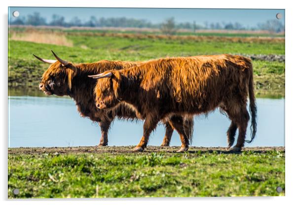 Highland cattle grazing on Wicken Fen Acrylic by Andrew Michael