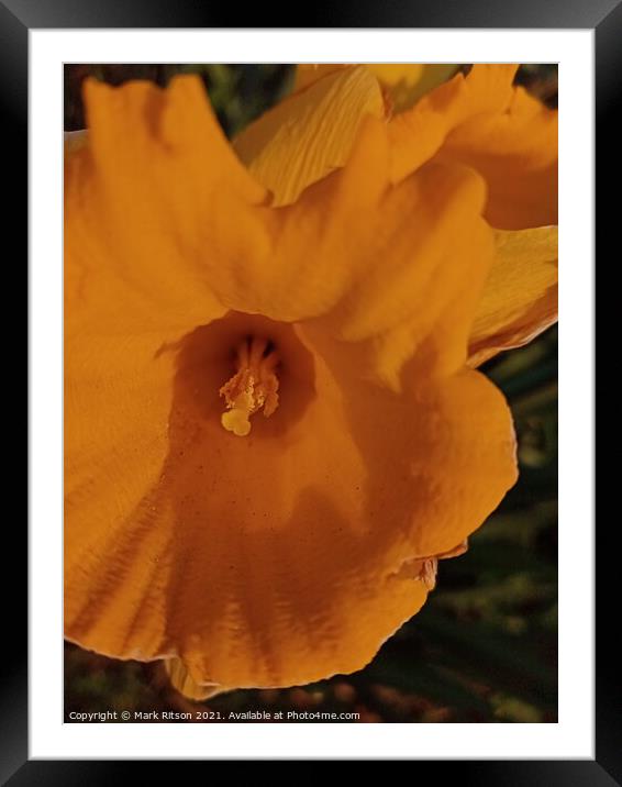 Yellow Burst Narcissus Abstract Framed Mounted Print by Mark Ritson