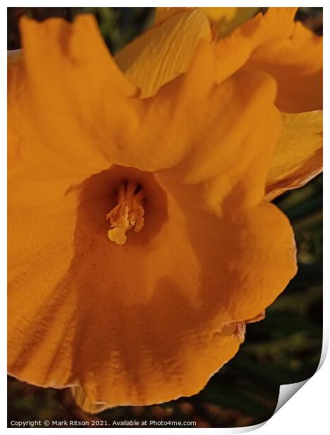 Yellow Burst Narcissus Abstract Print by Mark Ritson
