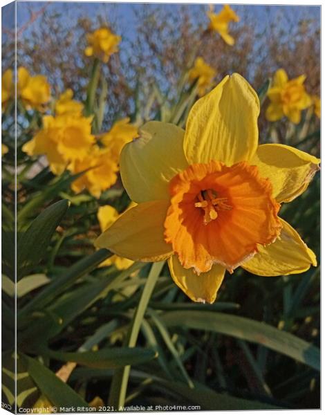 Narcissus Spring Time Flowes Canvas Print by Mark Ritson