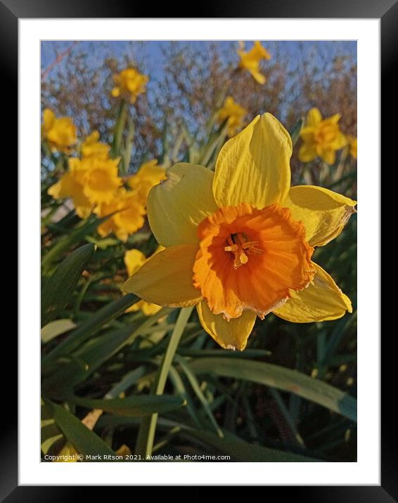 Narcissus Spring Time Flowes Framed Mounted Print by Mark Ritson