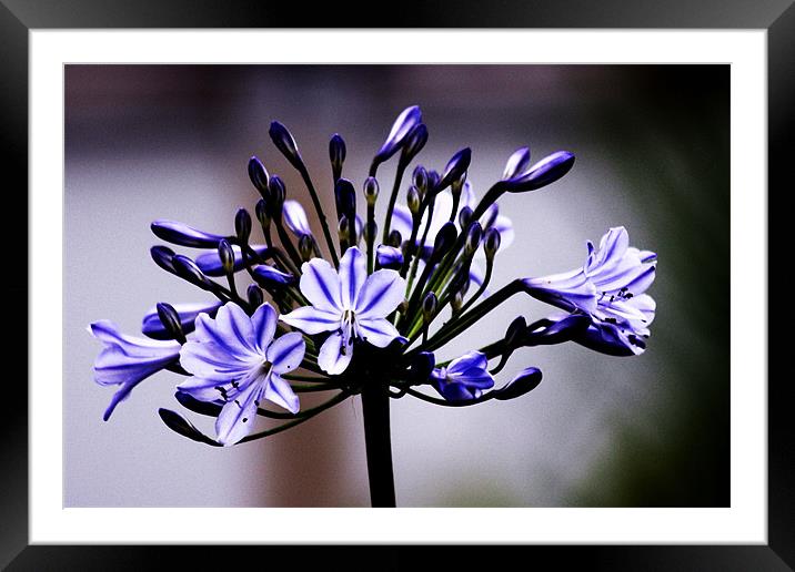 blue lily Framed Mounted Print by alison balls