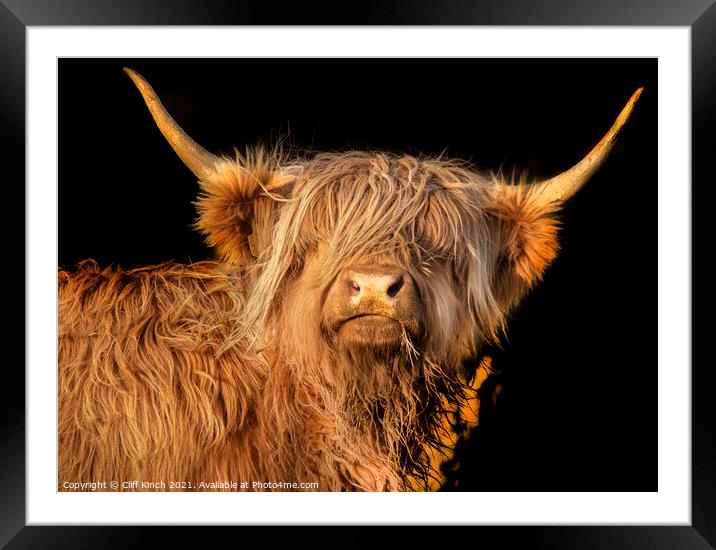 Highland Cow  Framed Mounted Print by Cliff Kinch
