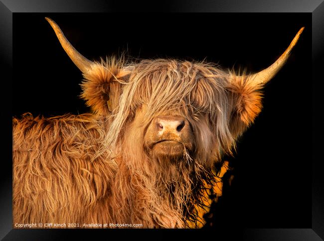 Highland Cow  Framed Print by Cliff Kinch