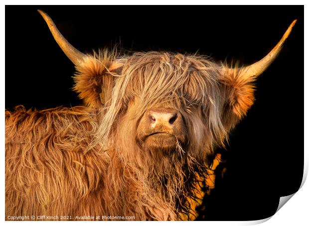 Highland Cow  Print by Cliff Kinch