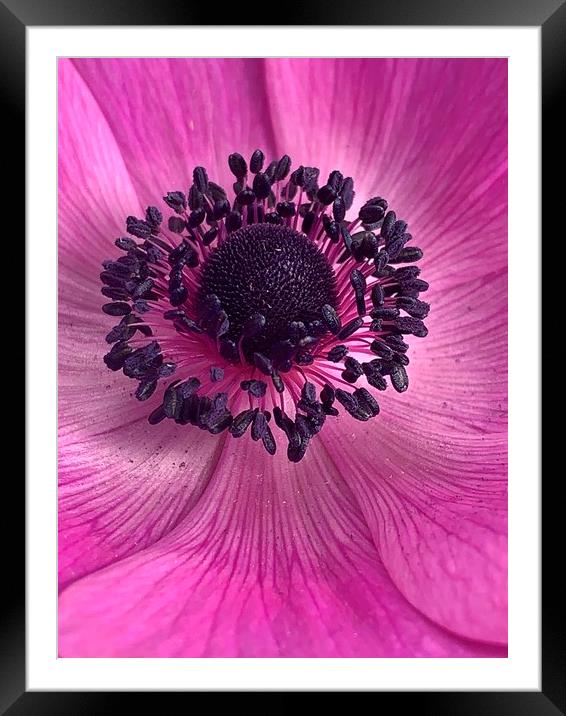 Pink Poppy Flower Framed Mounted Print by Jonathan Thirkell