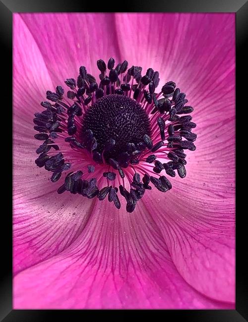 Pink Poppy Flower Framed Print by Jonathan Thirkell