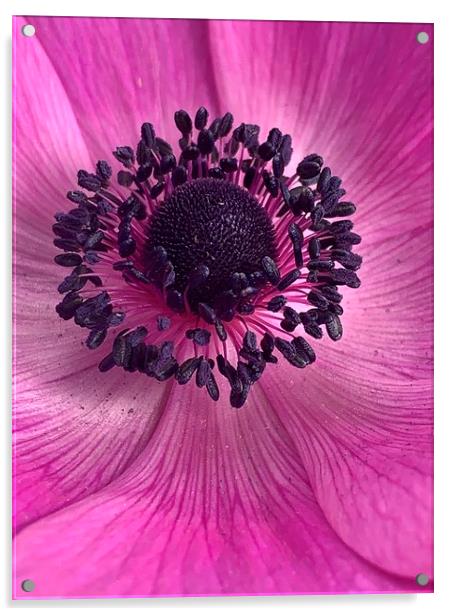 Pink Poppy Flower Acrylic by Jonathan Thirkell