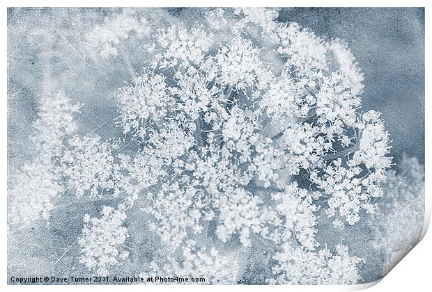 Wild flower, Cow Parsley Print by Dave Turner