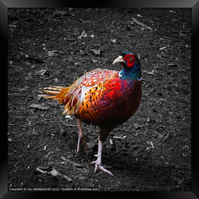 Pheasant  in colour with monochrome background Framed Print by Ann Biddlecombe