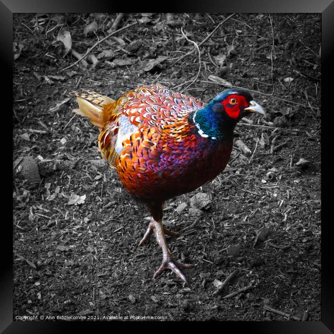 Pheasant looking, in color with monochrome backgro Framed Print by Ann Biddlecombe