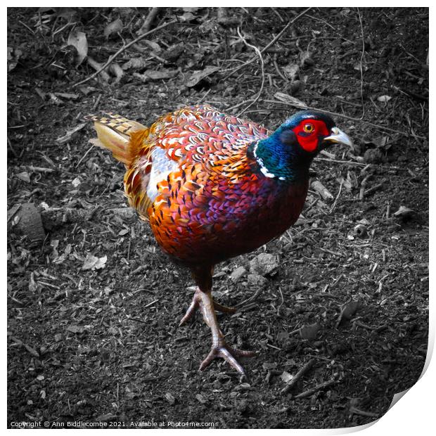 Pheasant looking, in color with monochrome backgro Print by Ann Biddlecombe