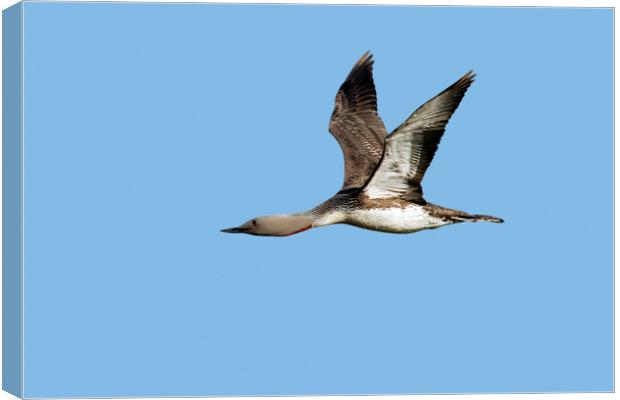 Red-Throated Loon Flying Canvas Print by Arterra 