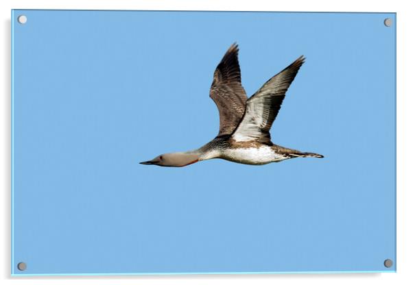 Red-Throated Loon Flying Acrylic by Arterra 