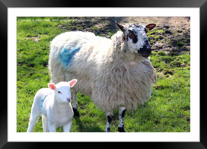 Spring lambs  Framed Mounted Print by Pelin Bay