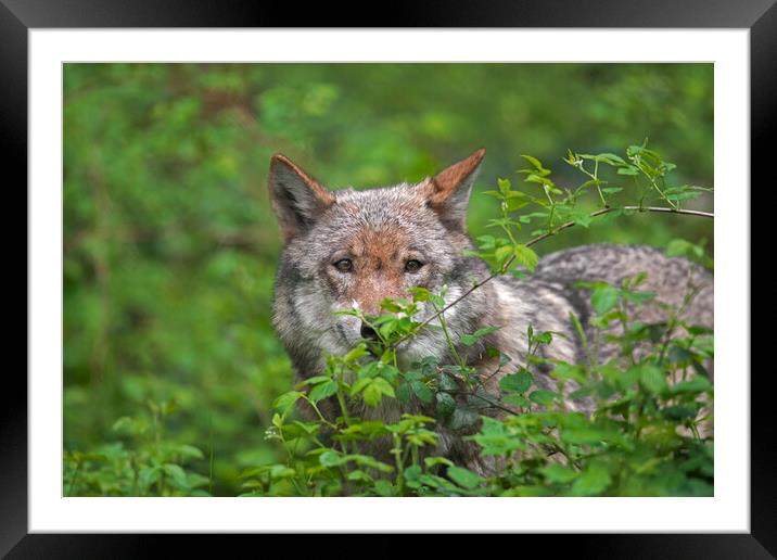 Solitary Grey Wolf in Thicket  Framed Mounted Print by Arterra 