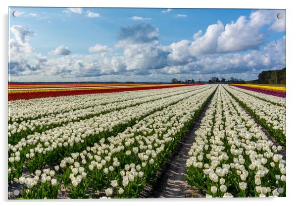 Tulips season to come Acrylic by Michelle PREVOT