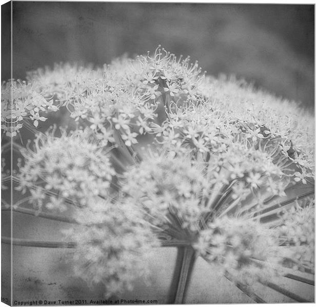 Wild Flower, Cow Parsley Canvas Print by Dave Turner