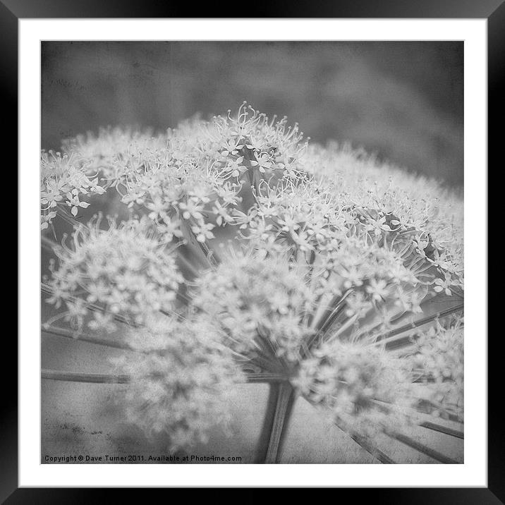 Wild Flower, Cow Parsley Framed Mounted Print by Dave Turner