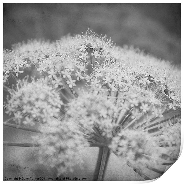 Wild Flower, Cow Parsley Print by Dave Turner