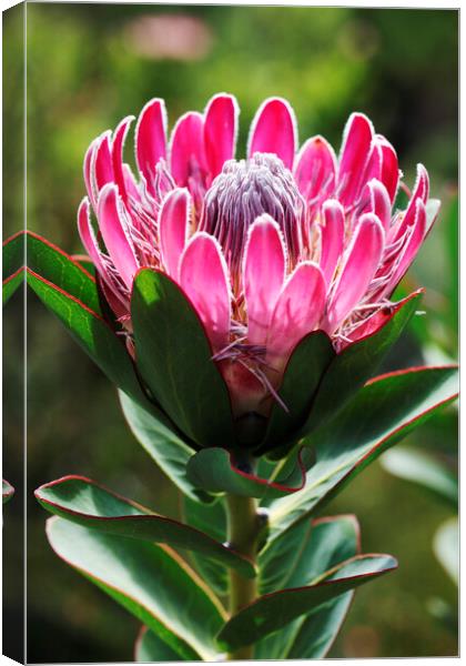 A Beautiful Protea Flower Canvas Print by Neil Overy