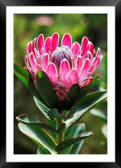 A Beautiful Protea Flower Framed Mounted Print by Neil Overy