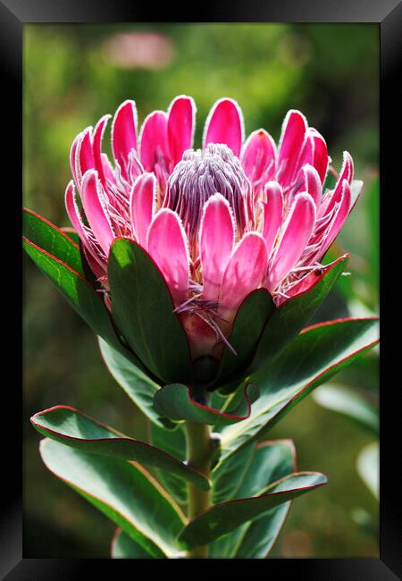 A Beautiful Protea Flower Framed Print by Neil Overy