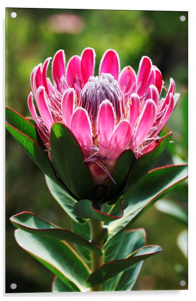 A Beautiful Protea Flower Acrylic by Neil Overy