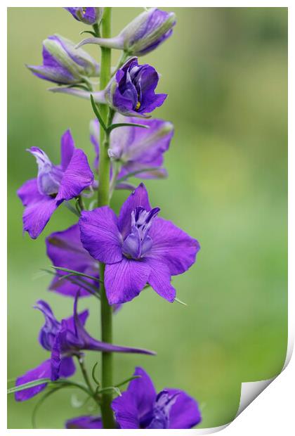 Purple Larkspur or Delphinium Flower Print by Neil Overy