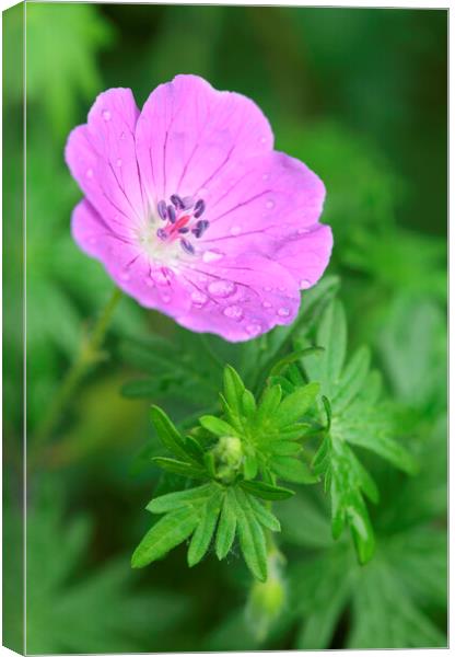 Purple Geranium Flower or Bloody Cranesbill Canvas Print by Neil Overy