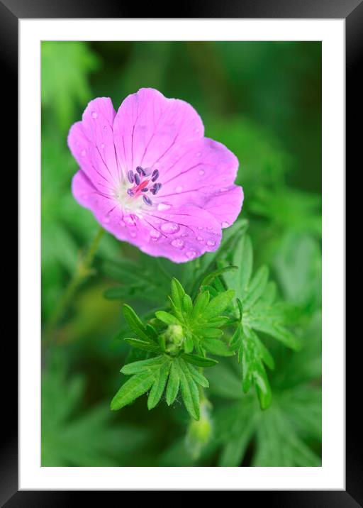 Purple Geranium Flower or Bloody Cranesbill Framed Mounted Print by Neil Overy