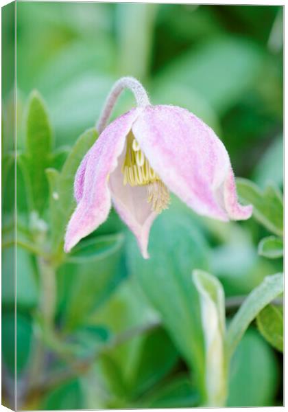 A pink Wild Clematis Flower Canvas Print by Neil Overy