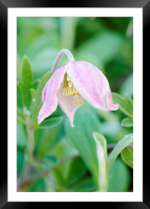 A pink Wild Clematis Flower Framed Mounted Print by Neil Overy