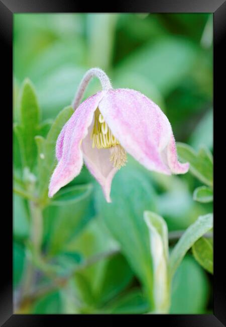 A pink Wild Clematis Flower Framed Print by Neil Overy