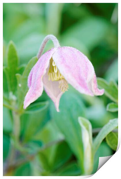 A pink Wild Clematis Flower Print by Neil Overy