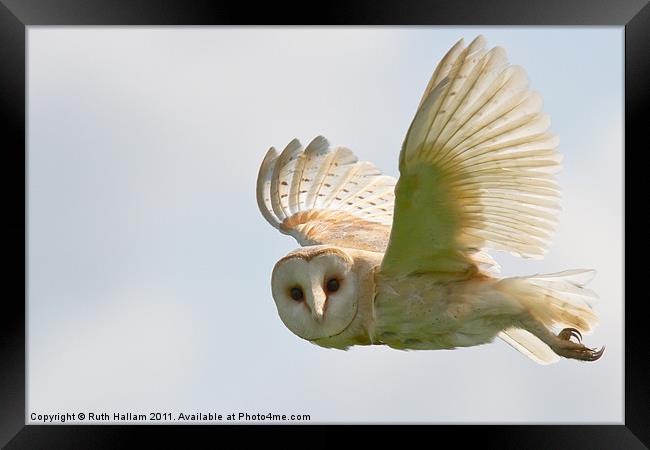 Barn Owl Framed Print by Ruth Hallam