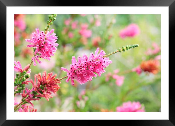 Erica Flower, South Africas Framed Mounted Print by Neil Overy