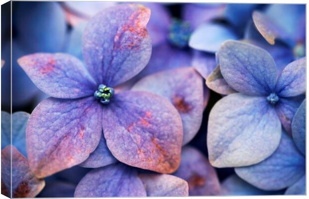 Close up of blue and purple flowers of a Hydrangea flower Canvas Print by Neil Overy