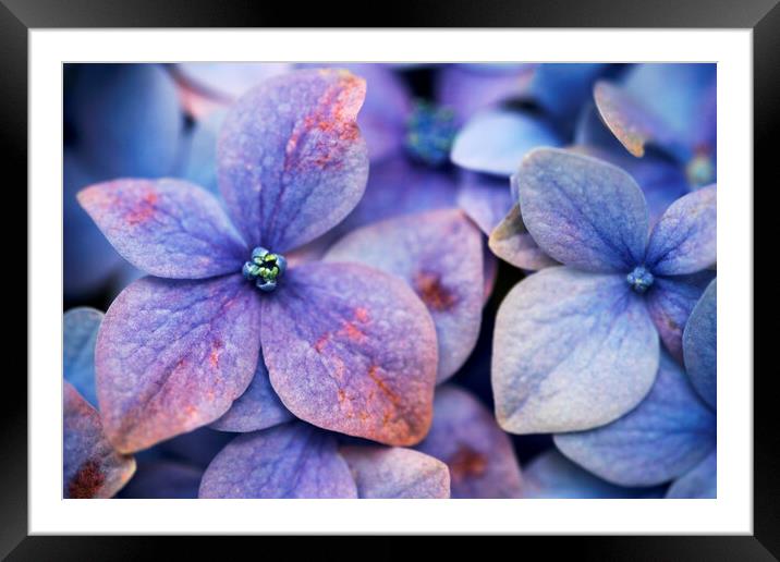 Close up of blue and purple flowers of a Hydrangea flower Framed Mounted Print by Neil Overy