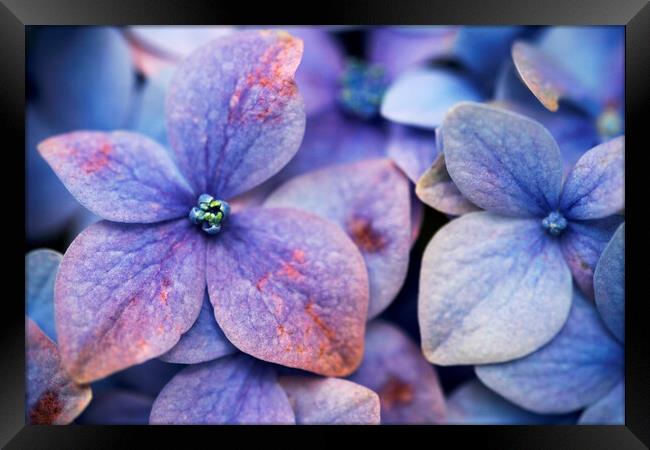Close up of blue and purple flowers of a Hydrangea flower Framed Print by Neil Overy