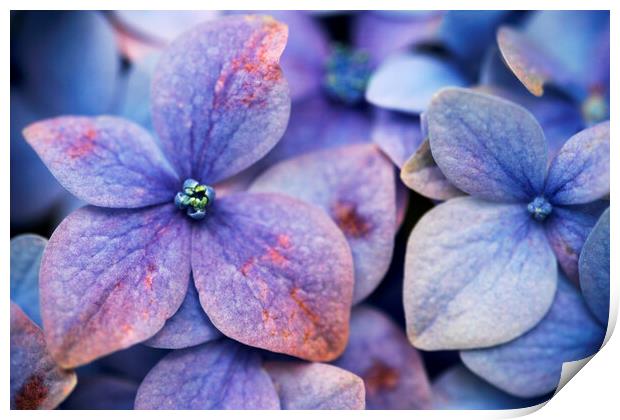 Close up of blue and purple flowers of a Hydrangea flower Print by Neil Overy