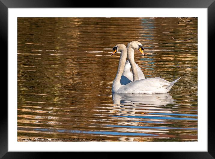 Majestic Swans at Sunset Framed Mounted Print by Heidi Hennessey