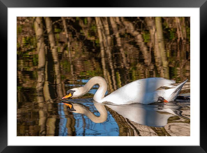 Graceful Swan in Serene Waters Framed Mounted Print by Heidi Hennessey
