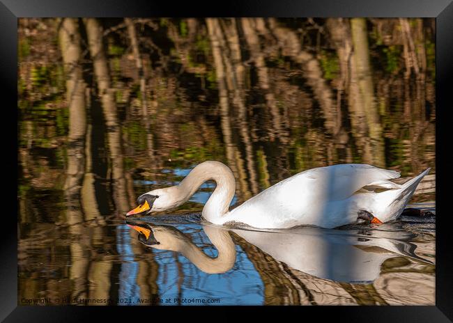 Graceful Swan in Serene Waters Framed Print by Heidi Hennessey