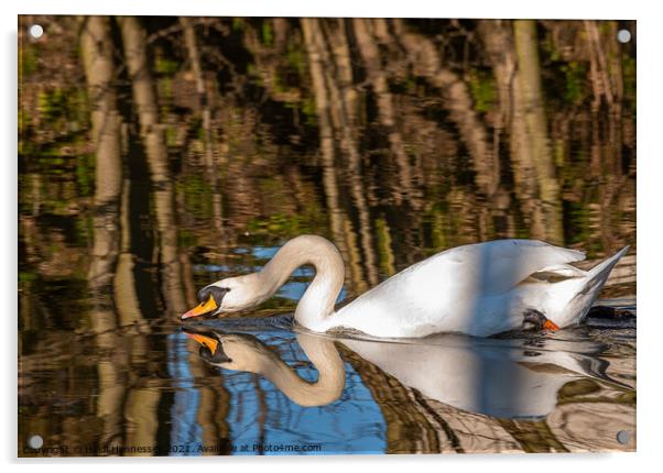 Graceful Swan in Serene Waters Acrylic by Heidi Hennessey
