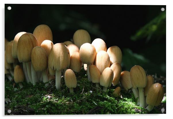 Fungi Glistening Inkcap Acrylic by Ruth Hallam