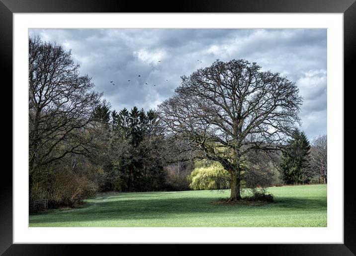 Oak Tree in a Field Framed Mounted Print by Mark Jones